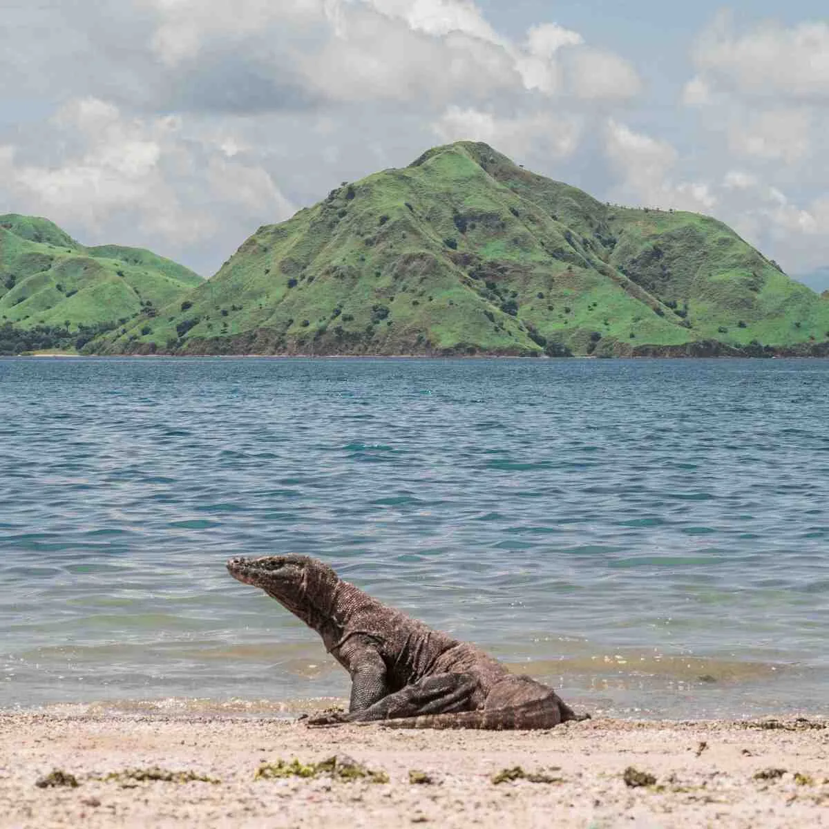 3 Paket Wisata Pulau Komodo Terbaik di 2026 – Harga Terjangkau dan Alternatif