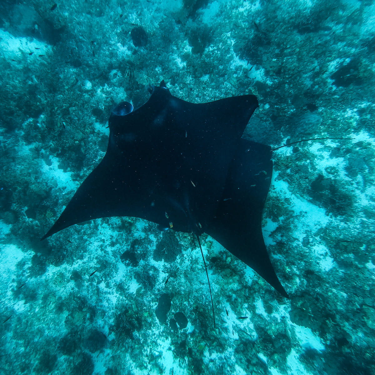 Manta