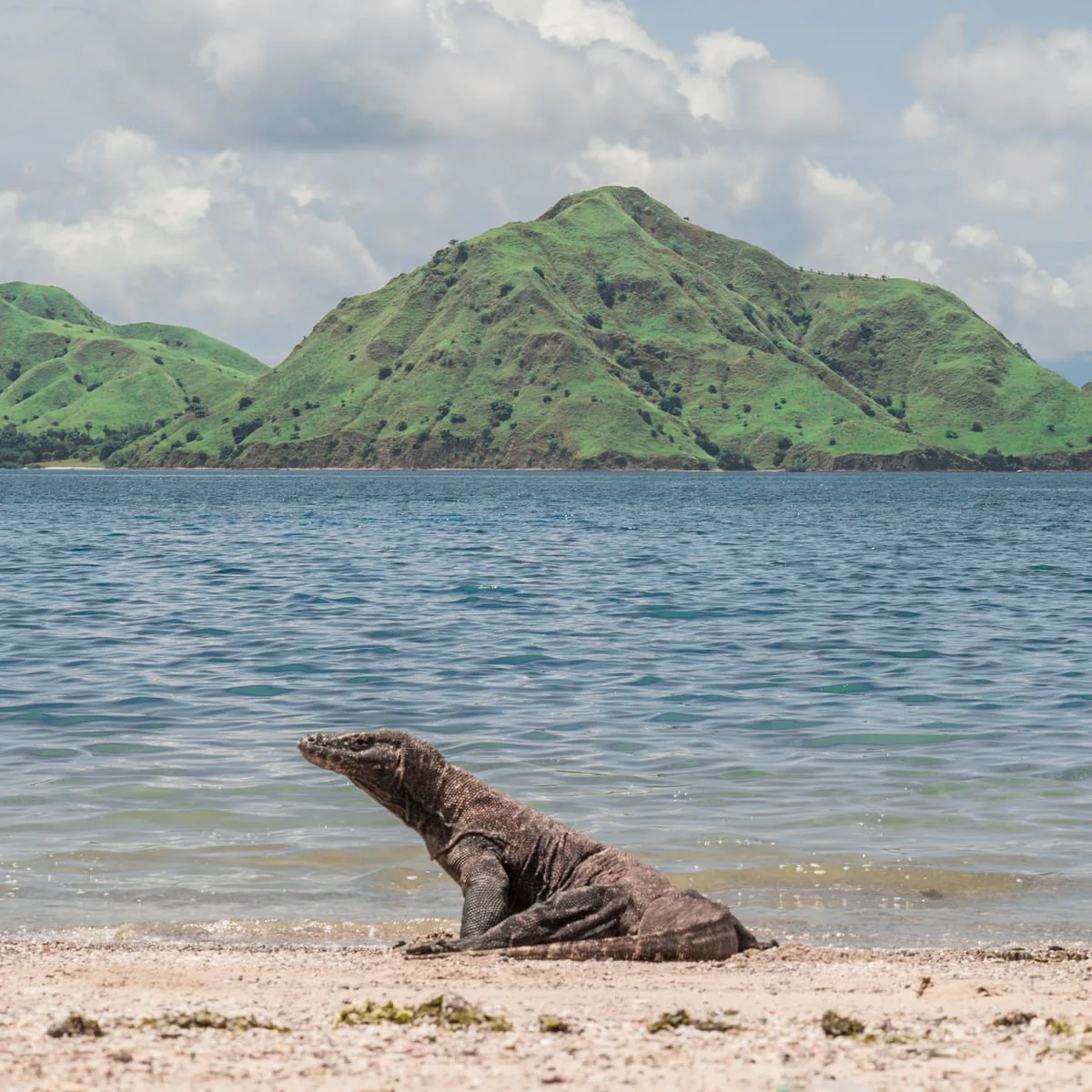 Komodo Island: Indonesia's Emerging Gateway to Luxury Adventure