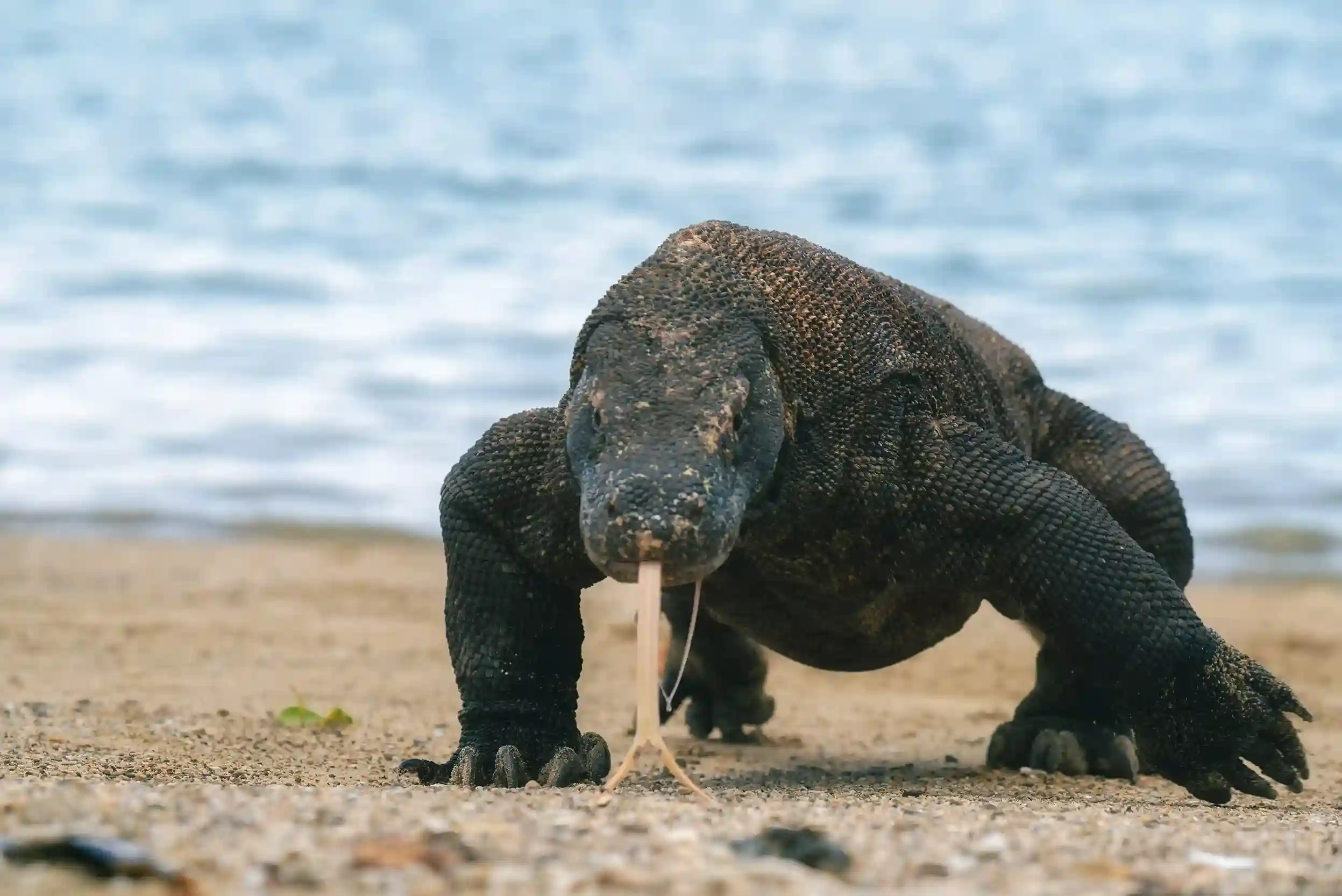 7 Komodo National Park Facts to Know Before Visiting