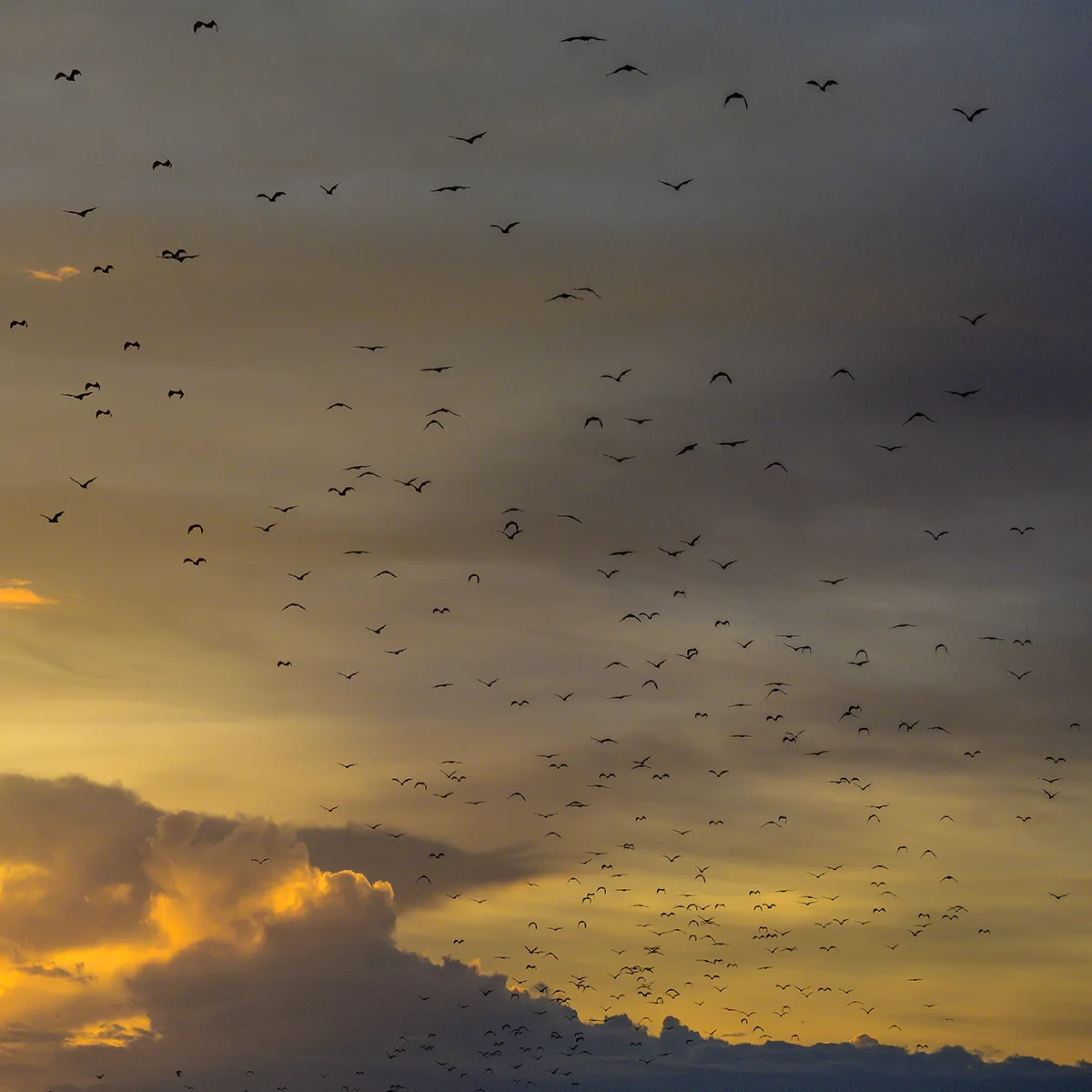 Best Time to Kalong Island