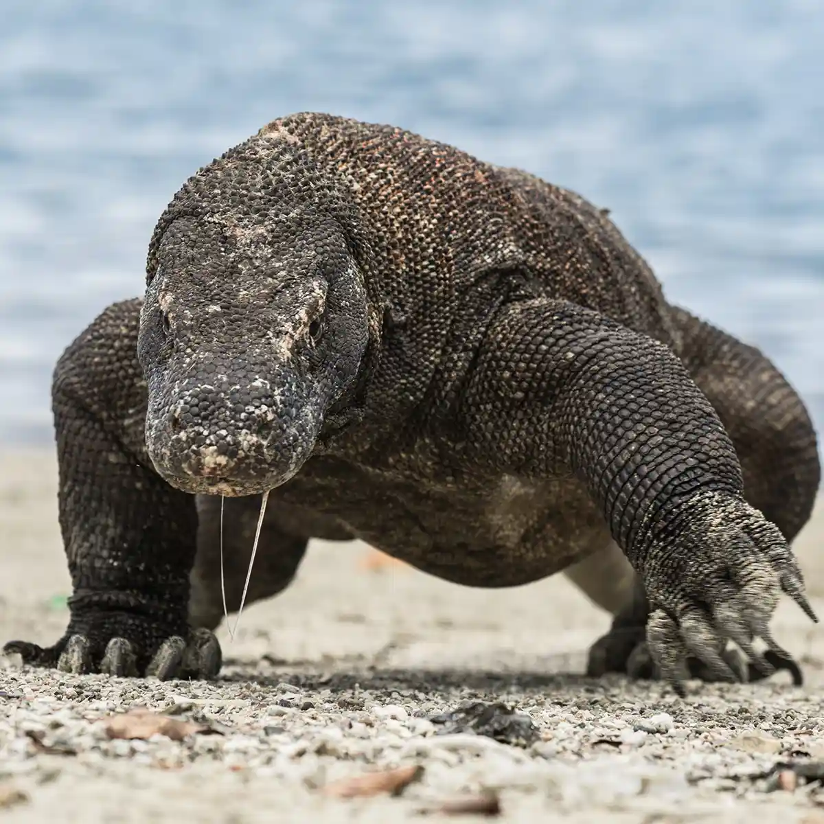 11 Komodo Dragon Facts to Inspire Your Indonesian Adventure