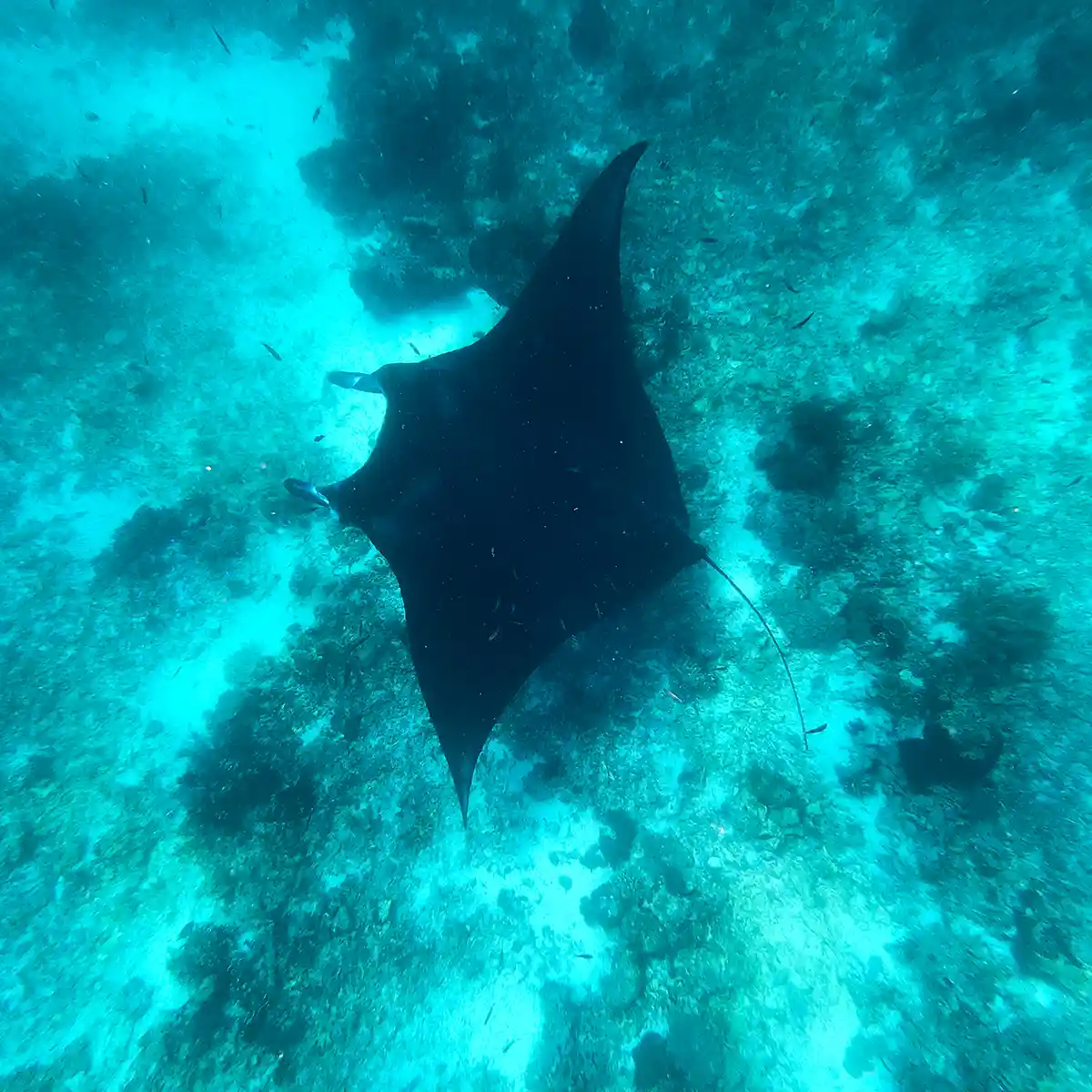 Manta Ray - Boat Komodo Trip