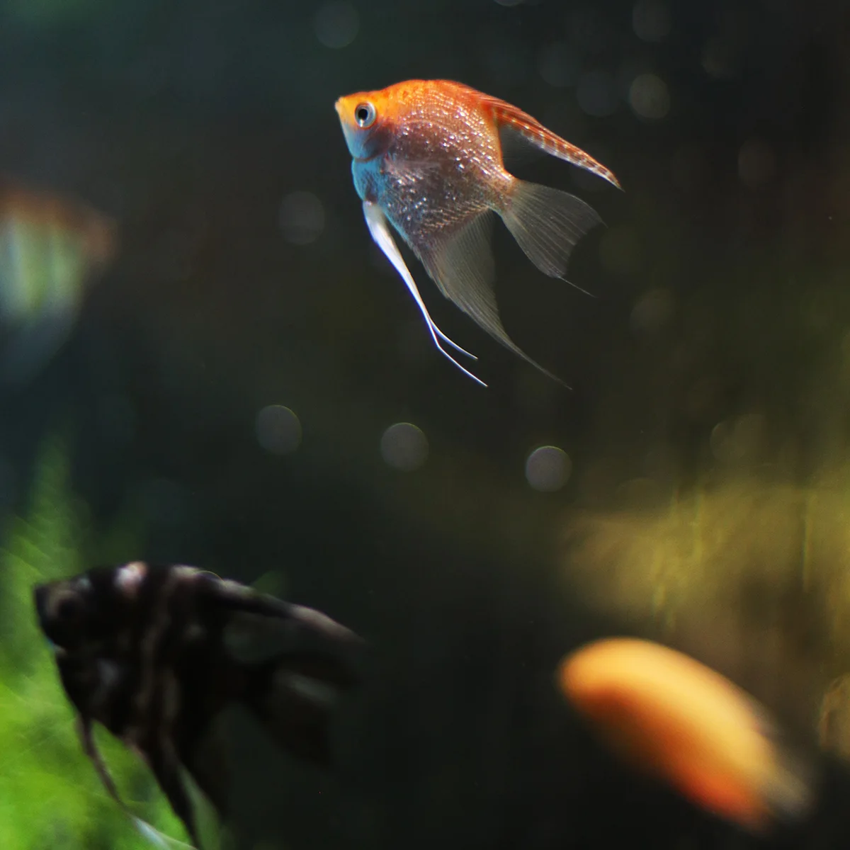 angel fish