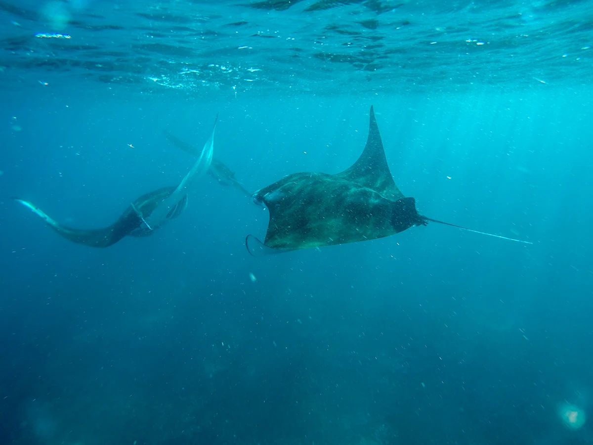 There you can swim with many Manta if you are lucky!