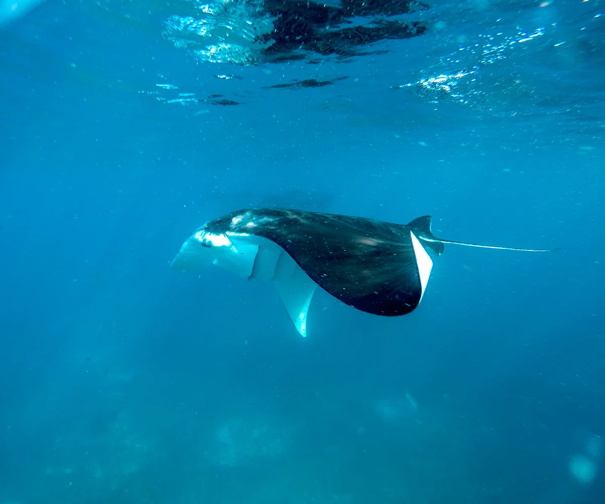 Manta Point Komodo is only below the sea level