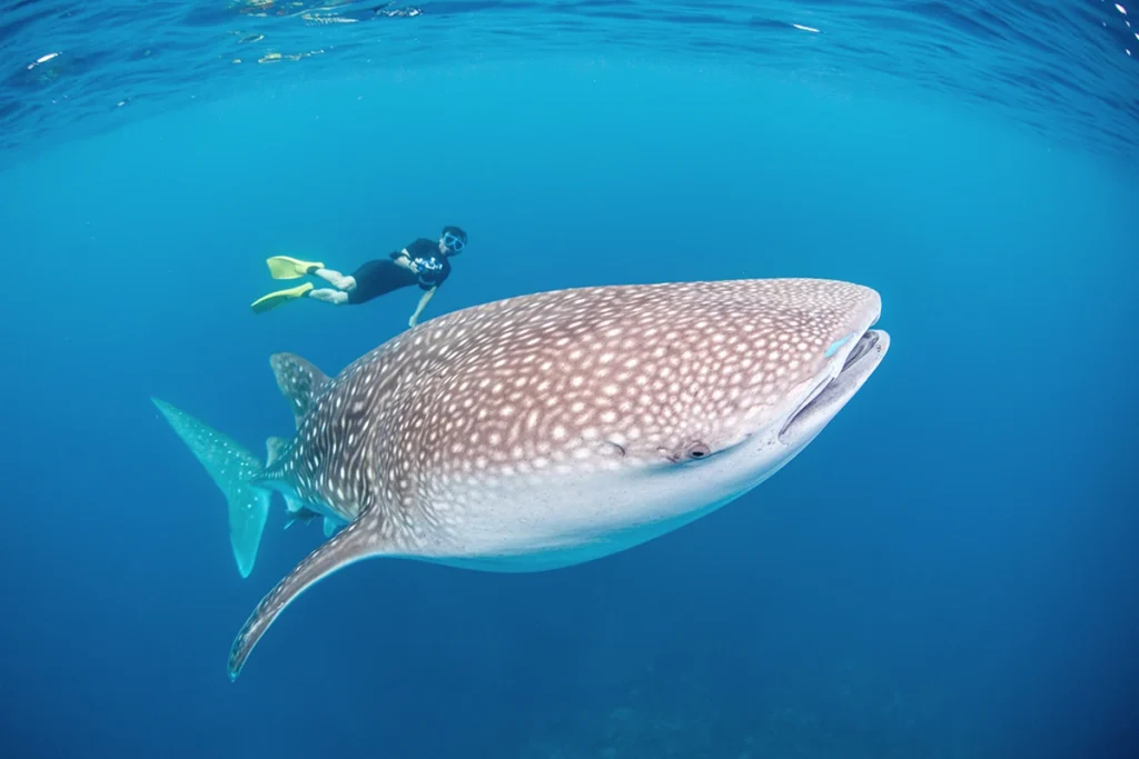 Famous natural landmarks in Indonesia