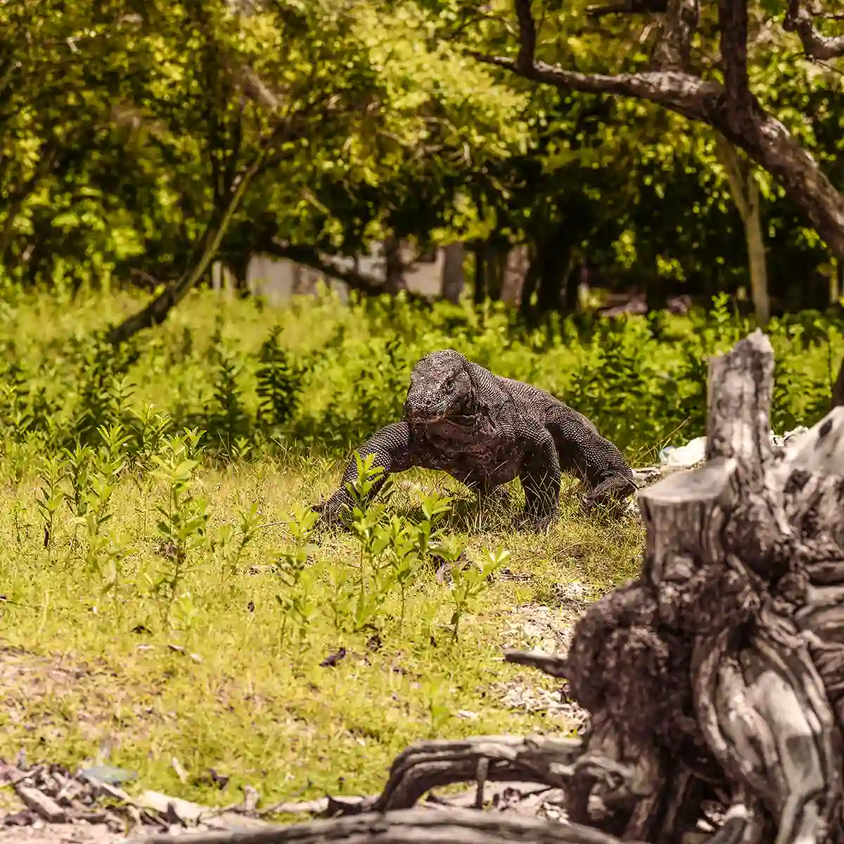 Alternatives to Bali in Indonesia