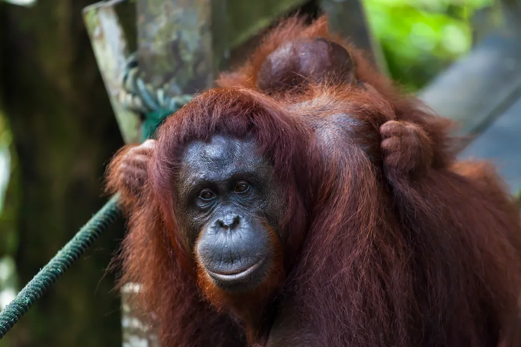 Orang Utan (source: flickr)