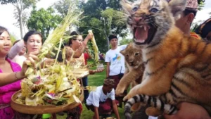 The Balinese Respect Natural Balance