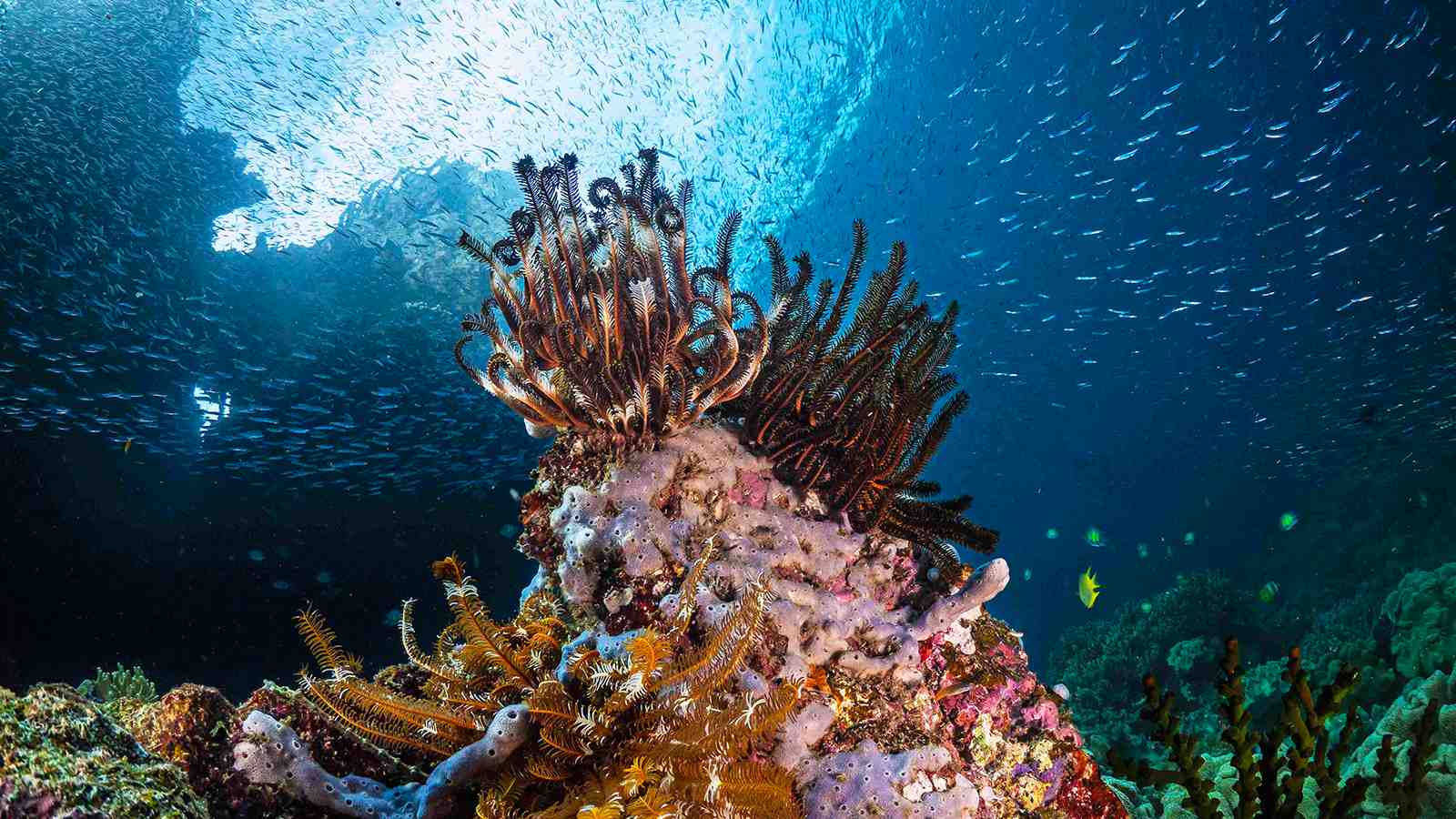 Raimuti Island on Cendrawasih Bay | Diving Tour by Boat Komodo Trip