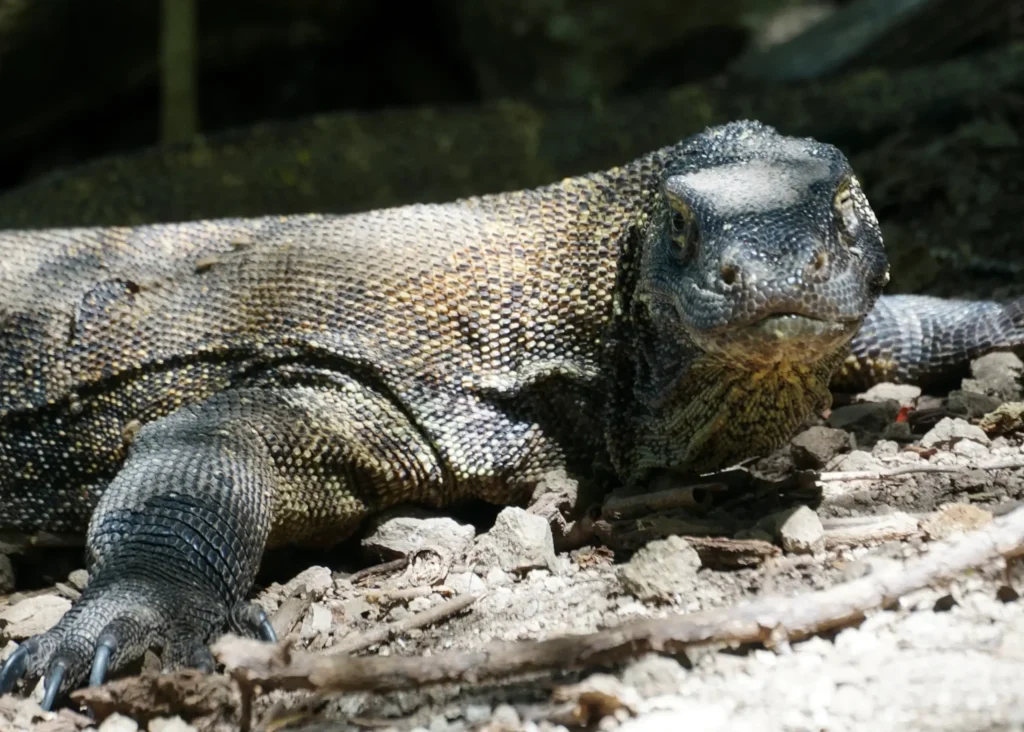 The Komodo dragon at the Komodo Island | Boat Komodo Trip