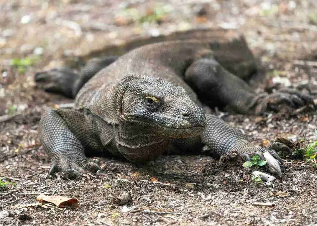 komodo in Komodo National Park