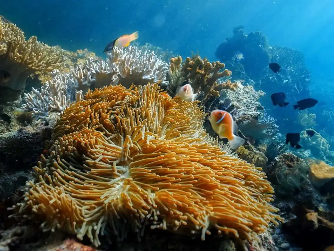 Friwenwall Wall Raja Ampat