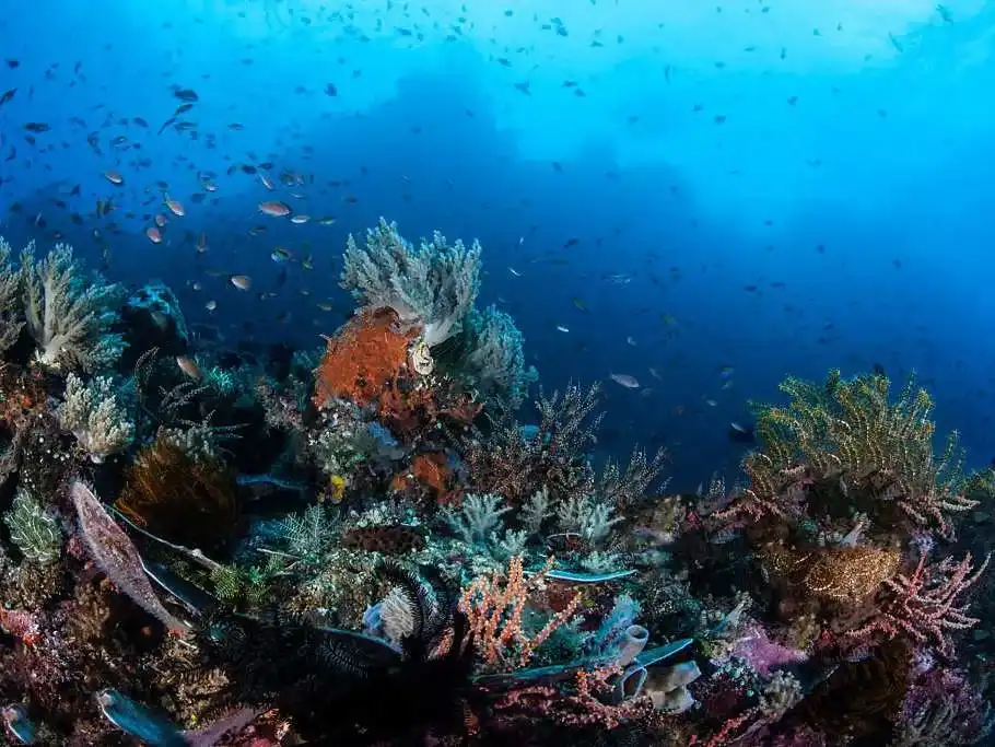 Magic Mountain Raja Ampat