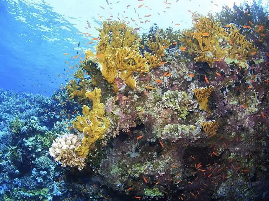 Mioskon Point Raja Ampat