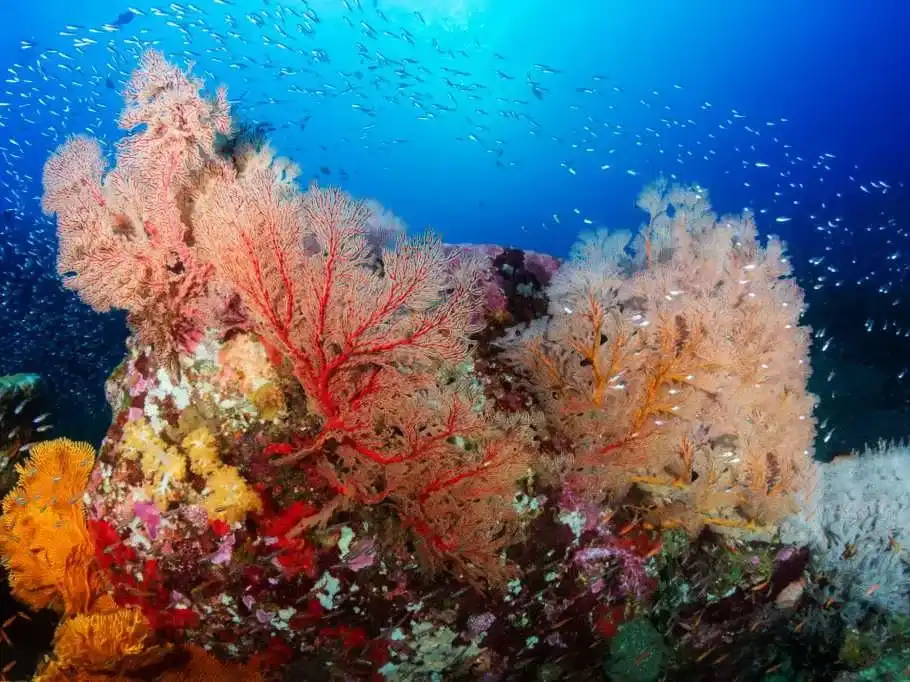 Batu Lima Raja Ampat