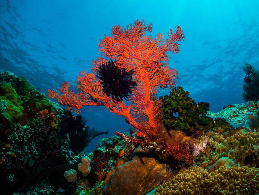 Chicken Reef Raja Ampat