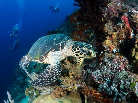 Mike's point Raja Ampat