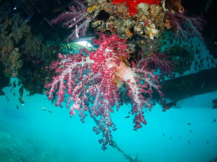 Sauwandarek Raja Ampat