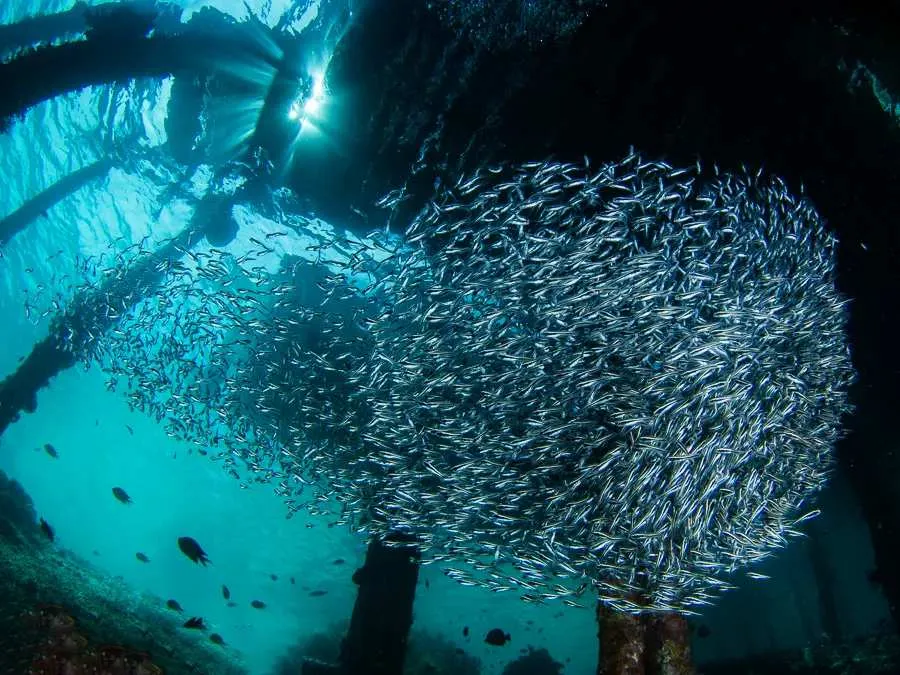Arborek Jetty Raja Ampat - BoatKomodoTrip