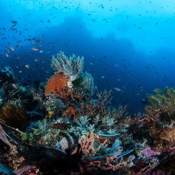 Paket Liveaboard Triton Bay Kaimana 12 Hari 11 Malam