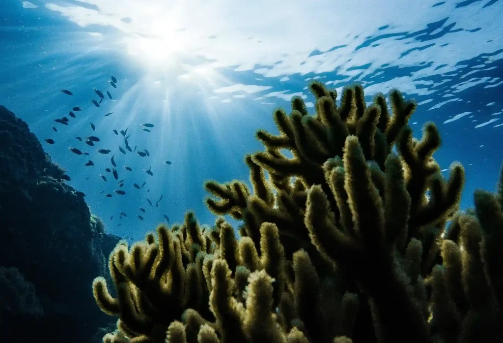 Cross Wreck Raja Ampat - BoatKomodoTrip