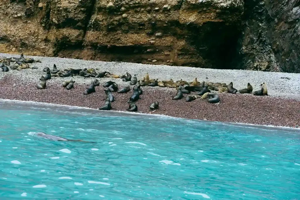 Ballestas Islands, Peru1 - BoatKomodoTrip