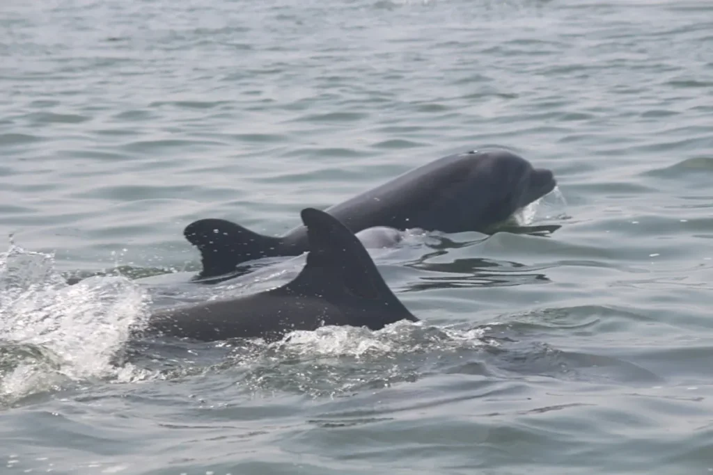 Dolphins in Ballestas - BoatKomodoTrip