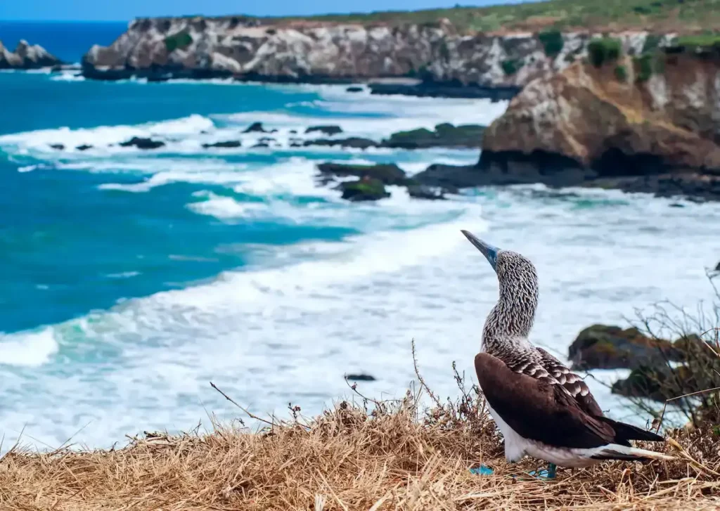 Isla de la Plata1 - BoatKomodoTrip
