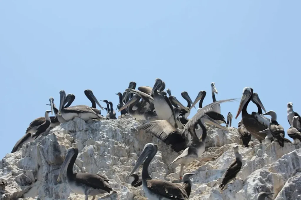 Peruvian pelican in Ballestas1 - BoatKomodoTrip