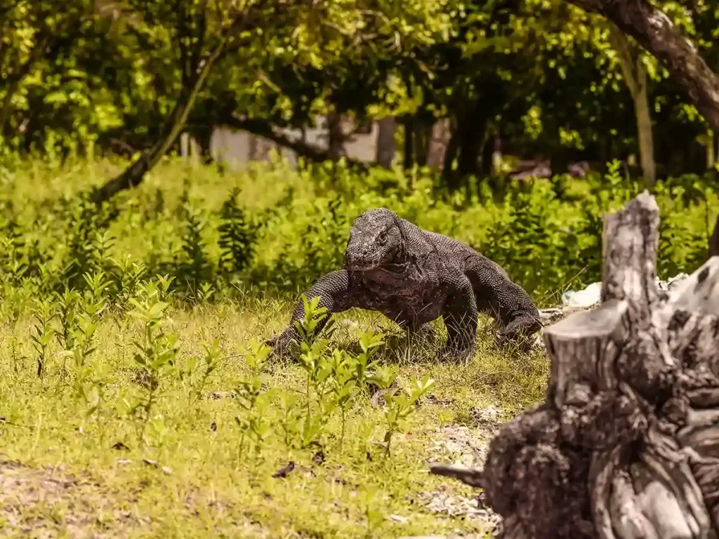 Day 8: Komodo Island & Tatawa Besar