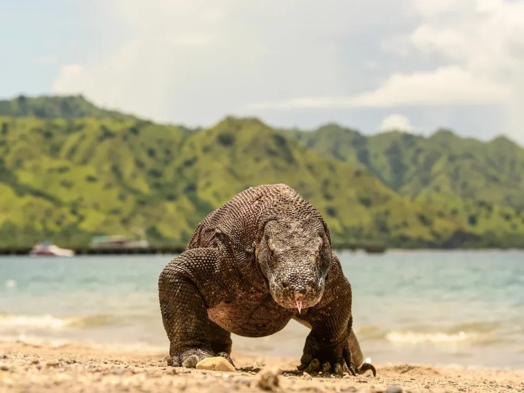Komodo Dragon in Komodo Island - Boat Komodo Trip