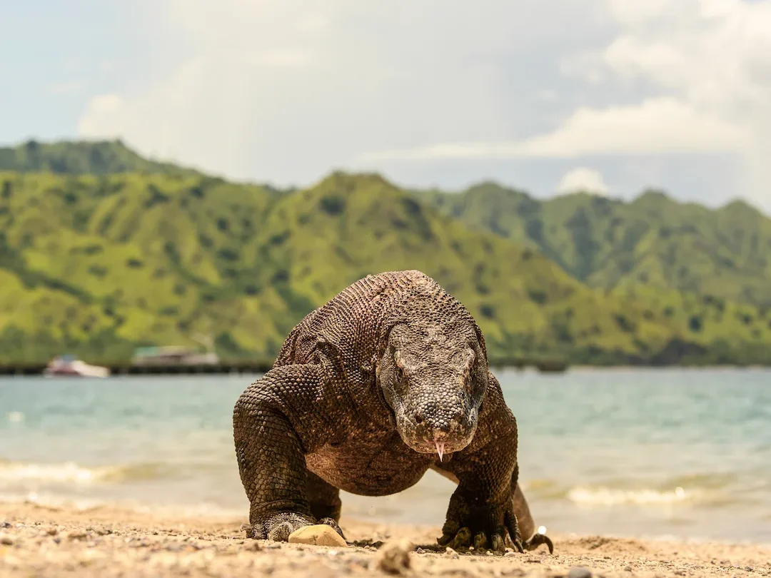 Komodo Dragon in Komodo Island - Boat Komodo Trip