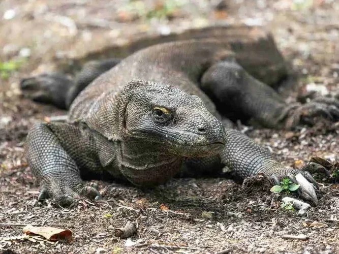 Cara Menjadi Ekowisatawan di Taman Nasional Komodo