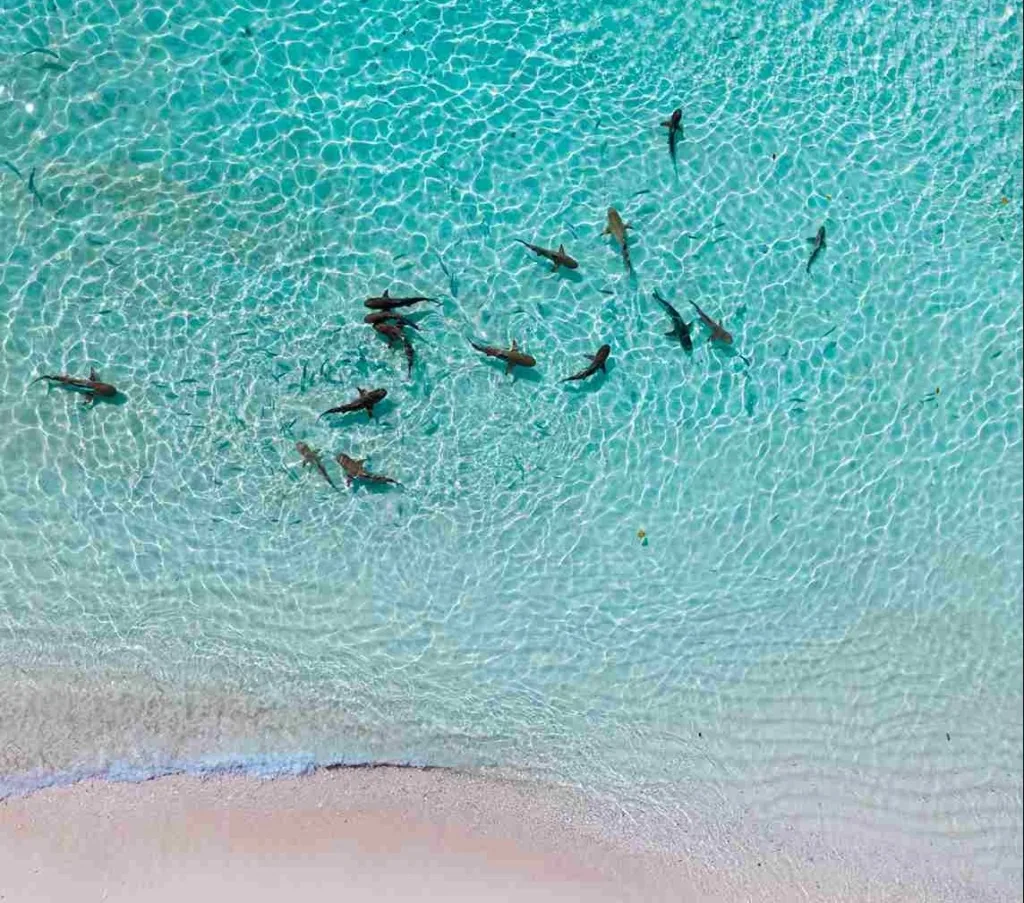 Best Time to Visit Raja Ampat