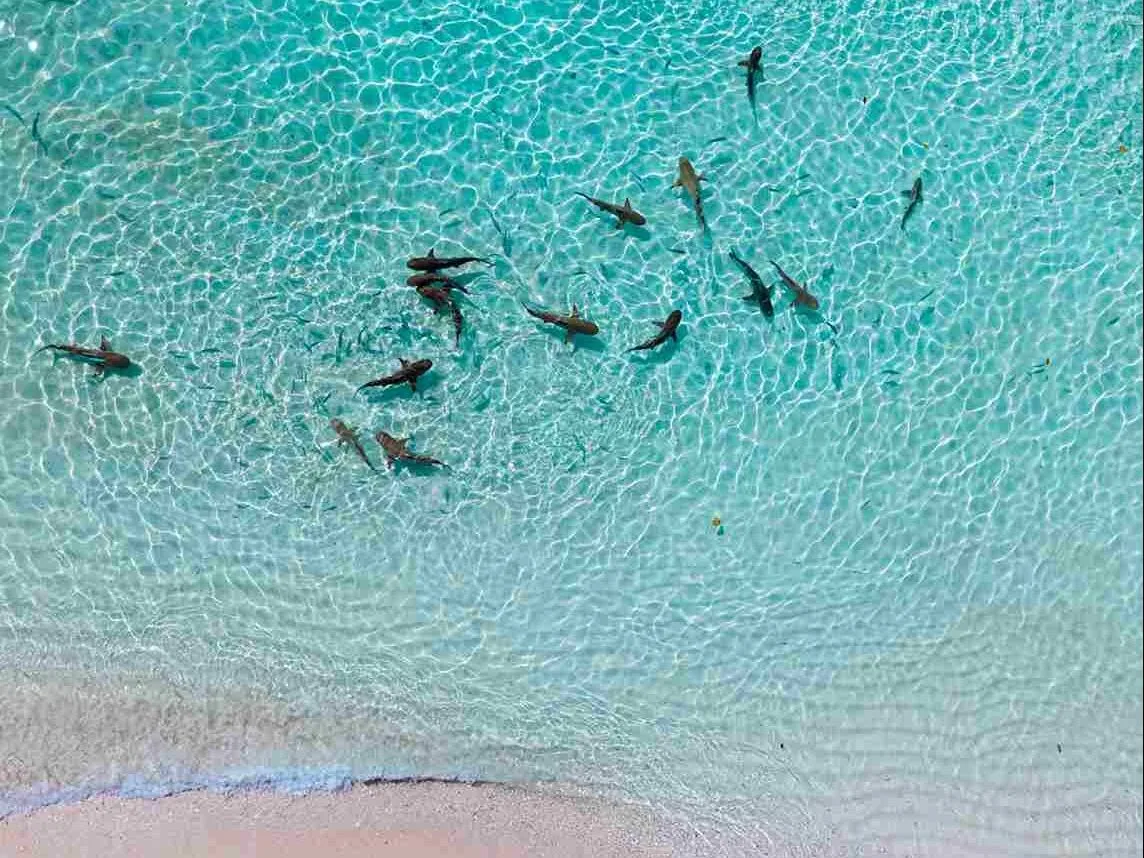 Shark Point