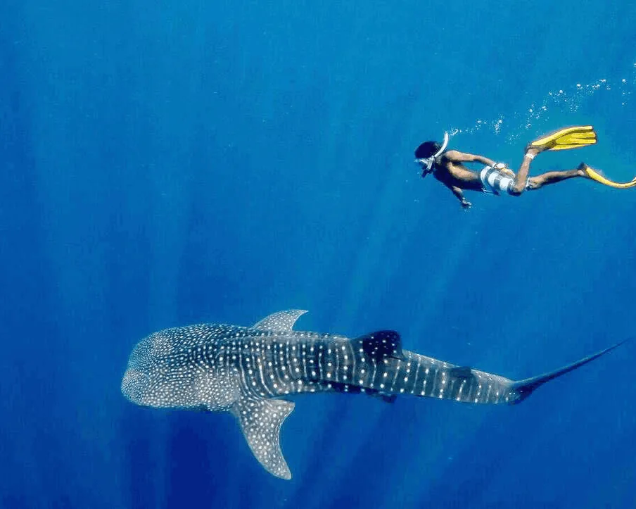 Whale Shark Point