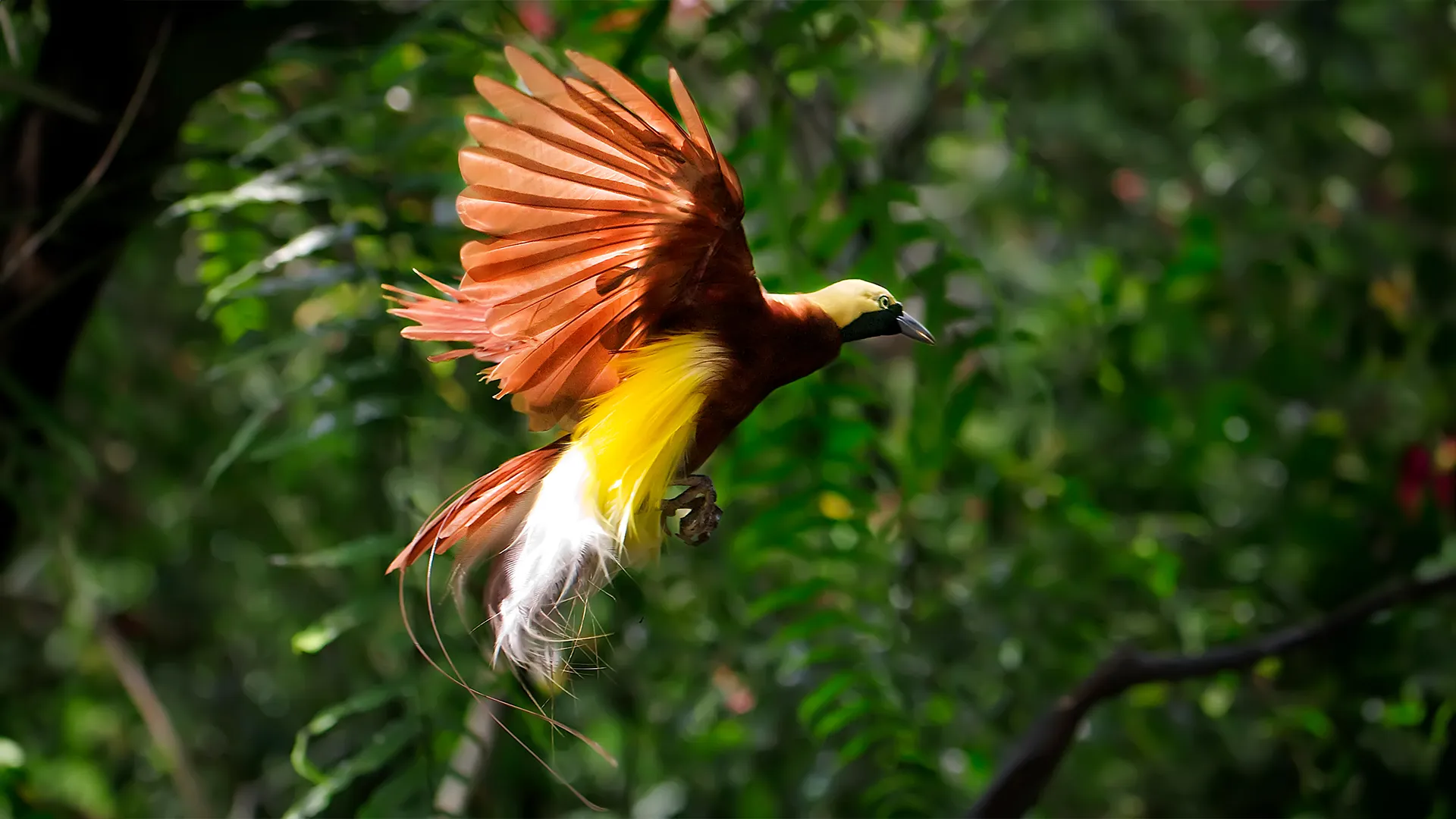 Birdwatching Activity | Raja Ampat Tour | Komodo Island Tour | Boat Komodo Trip