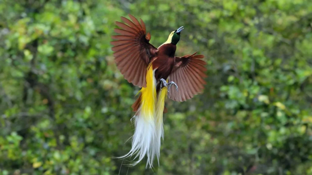 Birds of Paradise - BoatKomodoTrip