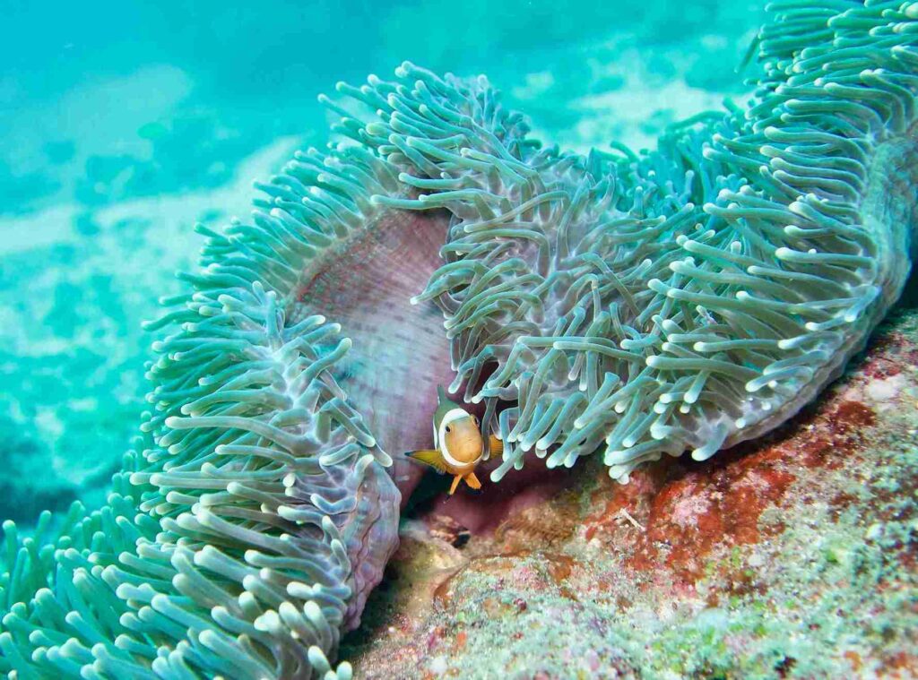 Raja Ampat Underwater - Boat Komodo Trip