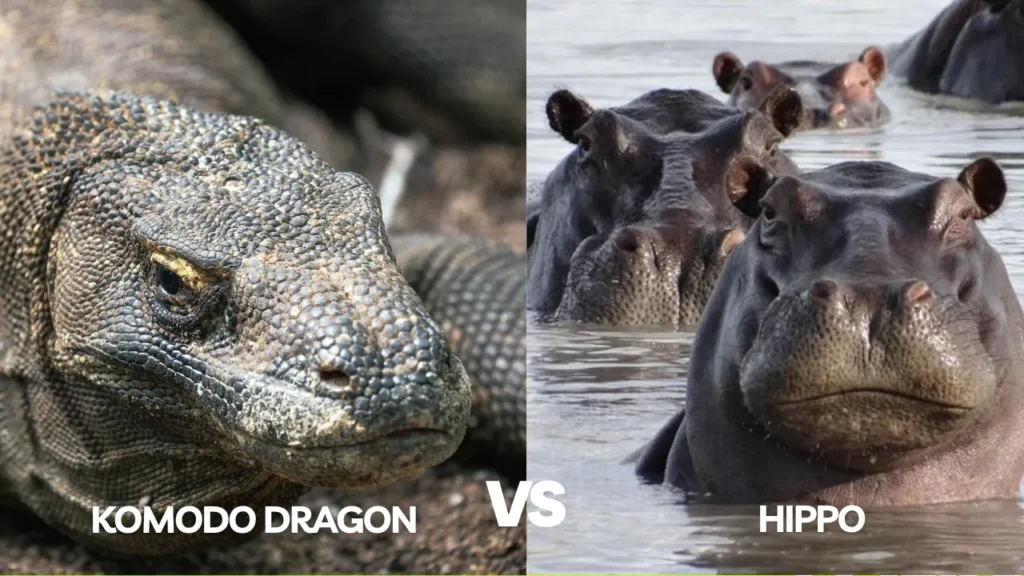 Komodo dragon vs Hippo | Boat Komodo Trip