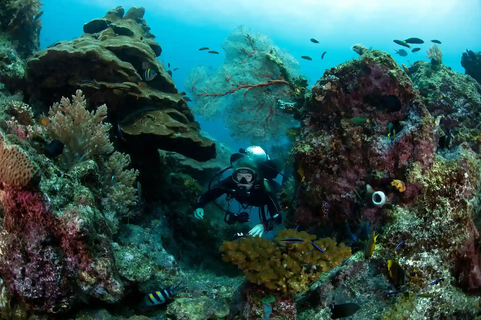 Diving Activity | Raja Ampat Tour | Boat Komodo Trip