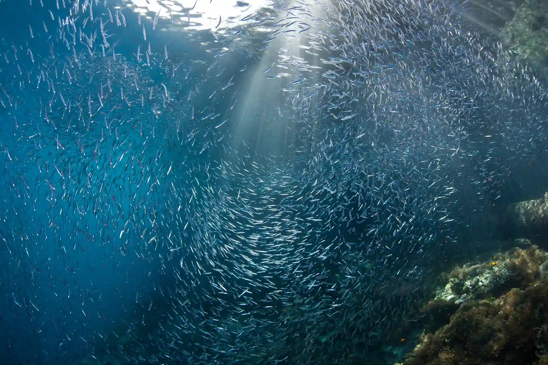 Batu Bolong: Surga Bawah Laut
