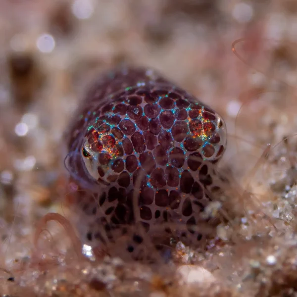 Paket Liveaboard Triton Bay Kaimana 12 Hari 11 Malam