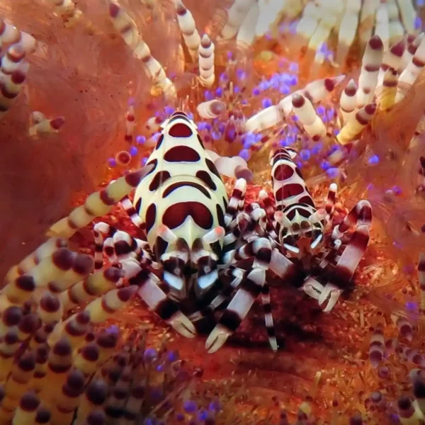 Paket Liveaboard Triton Bay Kaimana 12 Hari 11 Malam