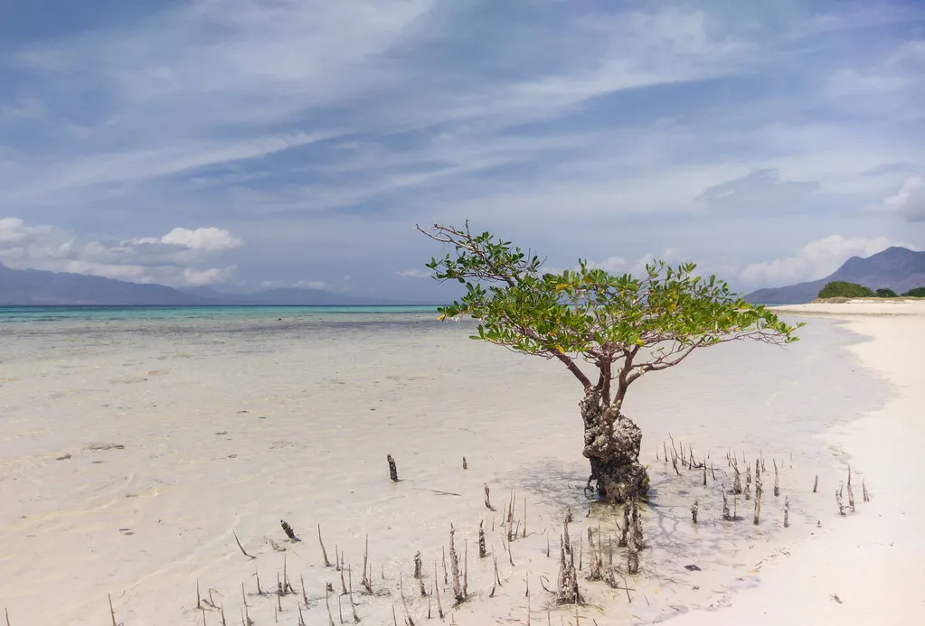 Pangabatang Maumere | Boat Komodo Trip