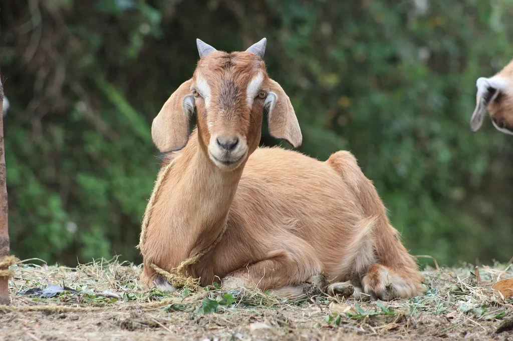 Goat laying on the ground (source: picryl)