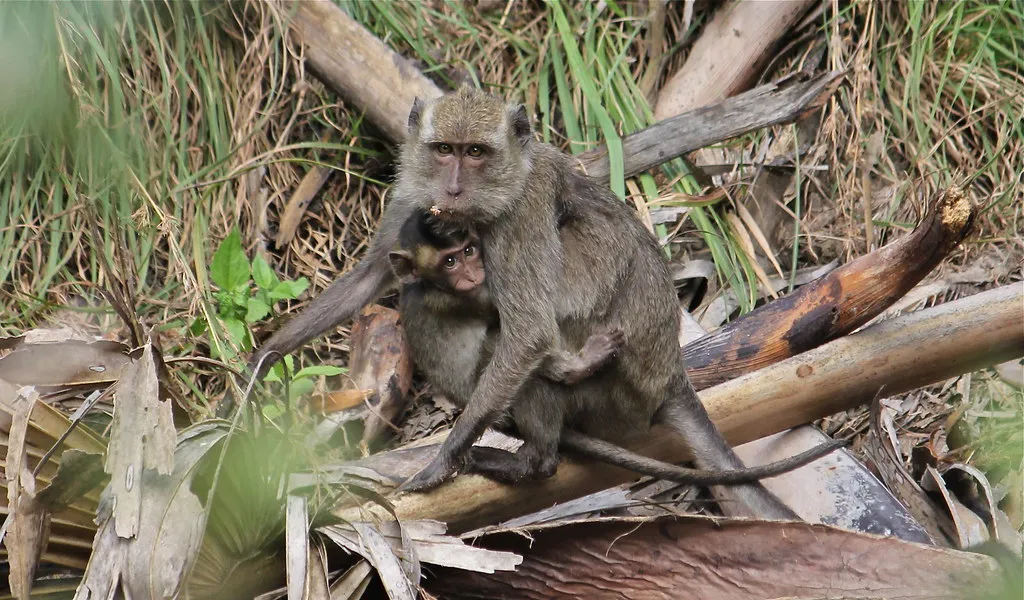 Crab-Eating Macaque at Rinca Island (Source by Flickr)