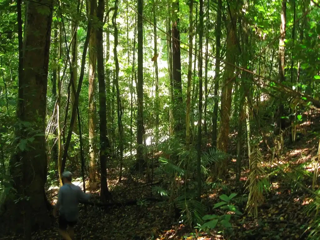 Daintree Rainforest (Source by Wikimedia Commons)